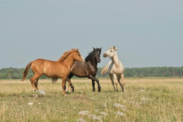 Horses